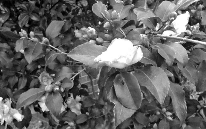 What should I prune, when, and why?