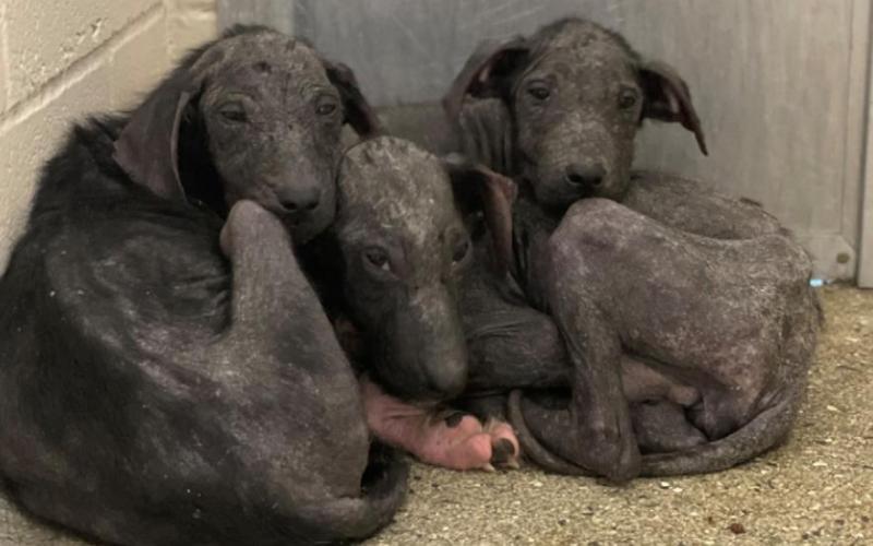 Let Love Live gives update on rescued dogs from local residence