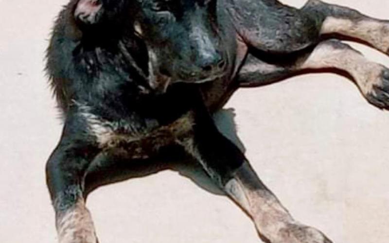 The dogs on the left have made quite the transformation in recent weeks. Their fur has grown back, and they’re getting healthier each day. After photos are shown above on the right and at the top of page 7. COURTESY PHOTO