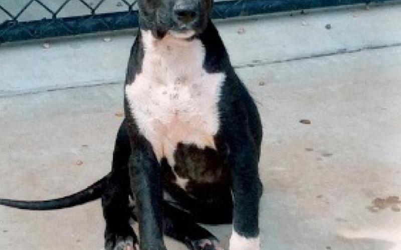 Let Love Live gives update on rescued dogs from local residence