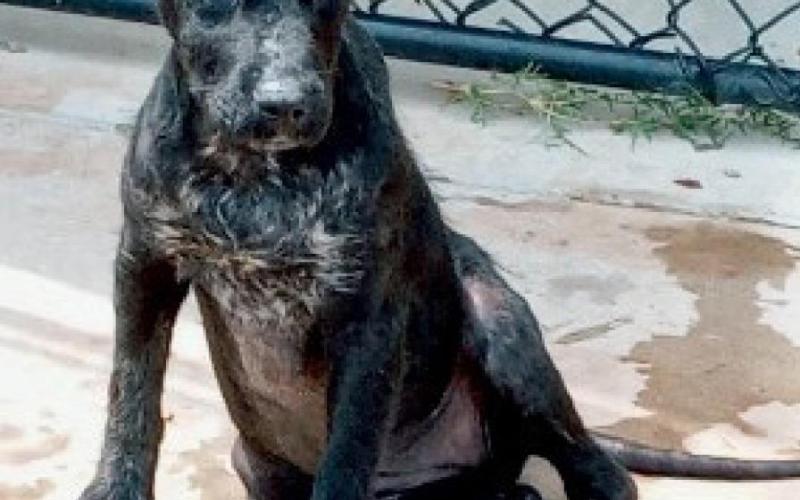 Let Love Live gives update on rescued dogs from local residence