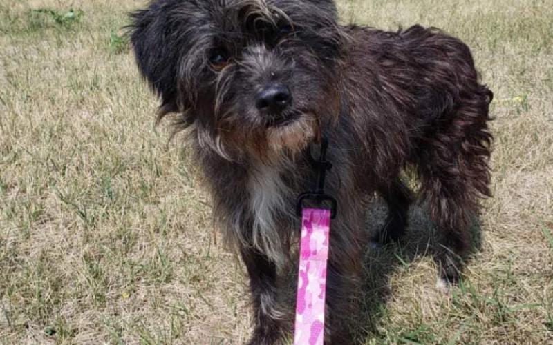 Let Love Live gives update on rescued dogs from local residence