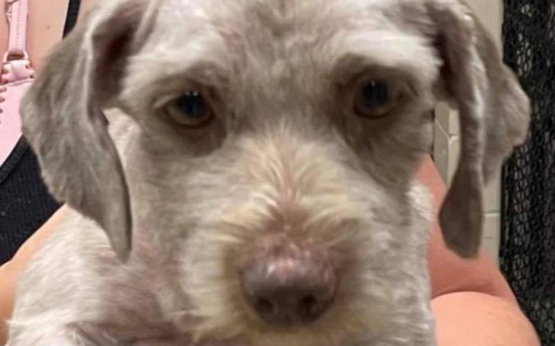 Let Love Live gives update on rescued dogs from local residence