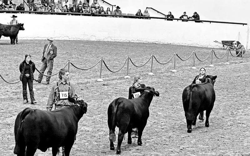 Jonathan Dalby (left) shows his Brangus Heifer