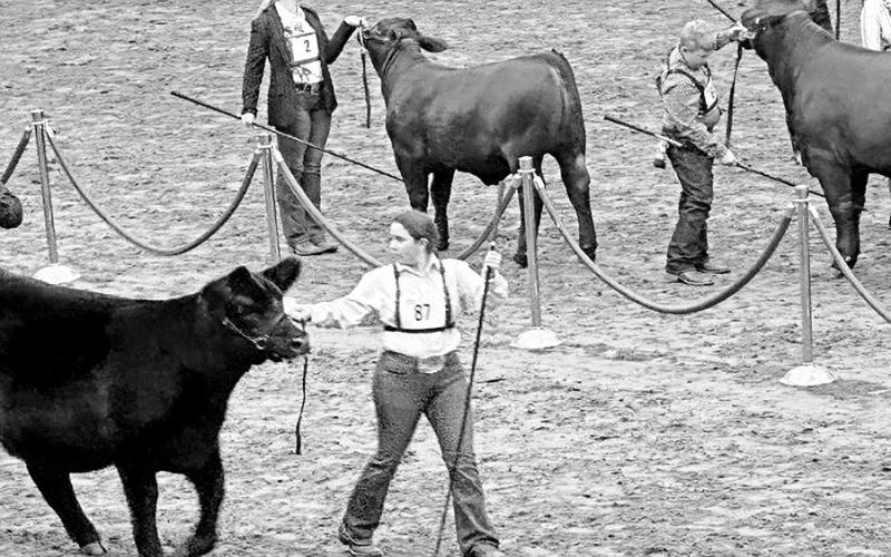 Arenia Tigert enters the show ring COURTESY PHOTOS