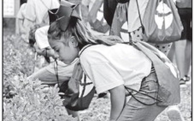 Sims Jacqueline Lira: Fourth grader Jacqueline Lira from Annie Sims examines an azalea plant