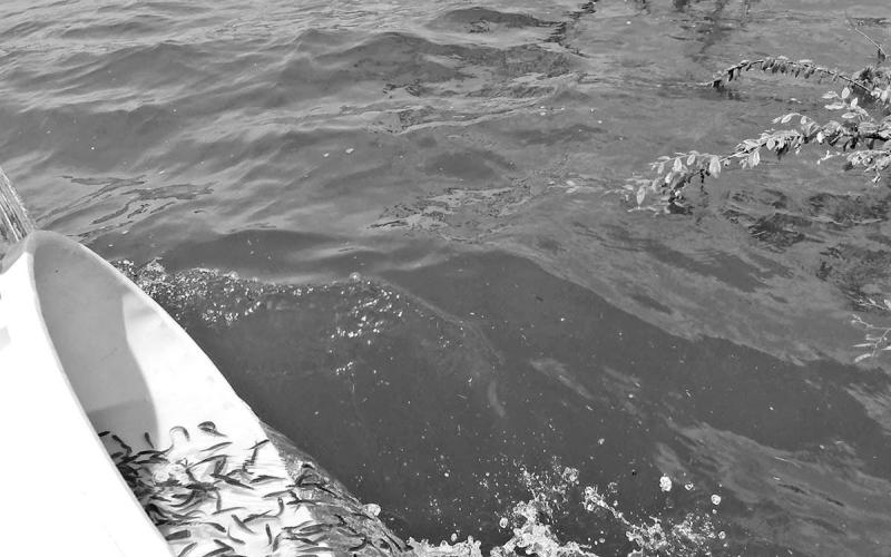 New growth terrestrial cover flooded by several feet of water provides young-of-the-year game fish and forage such as sunfish and shad good places to hide from predators. This usually results in extremely high recruitment among one or more year classes of fish and ultimately leads to banner fishing several years down the road as those fish mature. COURTESY PHOTO / DAN BENNETT