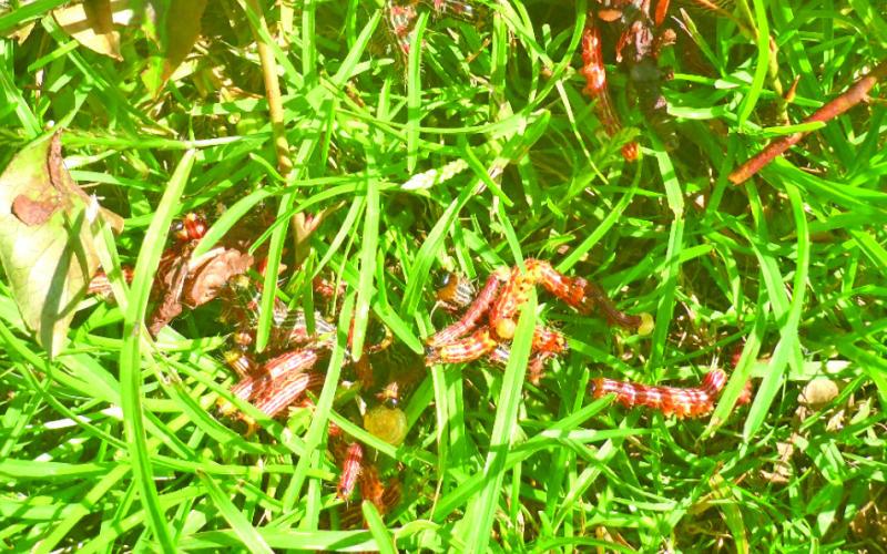 These caterpillars are enjoying a harvest of blueberry plant leaves.