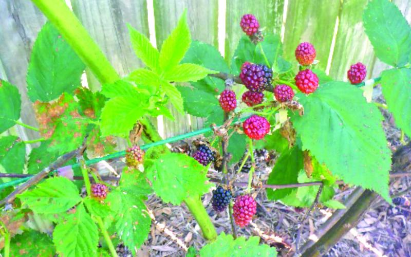 Ripening blackberries on the vine. COURTESY PHOTOS