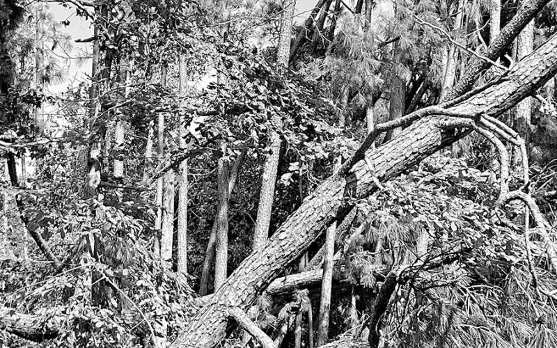 Tree damage from tornado in Cass County (Courtesy photo from NWS Shreveport)