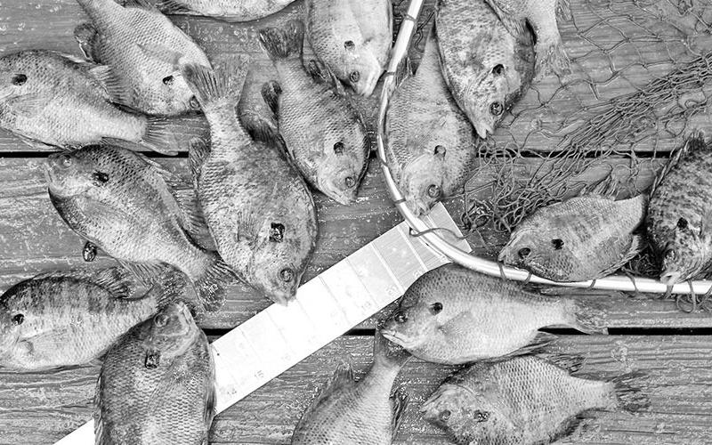 There are no size or creel limits on bream in Texas, but anglers should never keep more than they can eat and always be sure to leave some for seed. COURTESY PHOTO / MATT WILLIAMS
