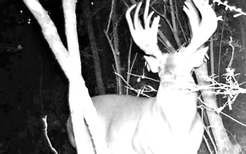 Several hunters collected game camera photos of the big buck over the last two years. Wigley said the deer always showed up at his lease around October, but spent spring and summer elsewhere. (Courtesy Photo, Justin Wigley)