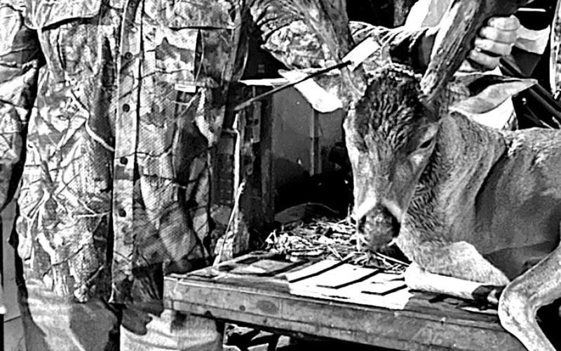 Justin Wigley with the massive 23 pointer he took on Nov. 3. Scoring 211 gross and 203 1/8 net, the free-ranging buck is the biggest non-typical ever reported from Angelina County and is sure to be one of the best bucks reported statewide this season. (Courtesy Photo, Justin Wigley)