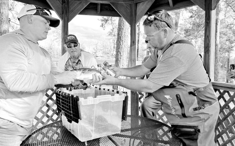 BassCashBash founder P.D. Vinson (right) gets some help from the Fort Polk Bassmasters in tagging fish ahead of the upcoming 2023 Toledo Bend BassCashBash event set for March 1 - July 4. BCB is currently underway on Sam Rayburn, where 200 bass are wearing tags worth $400,000 in cash and prizes including a Phoenix bass boat and and RAM pick-up. The ‘Rayburn event runs through April 30. COURTESY PHOTO