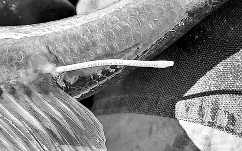 2023 tags are purple in color. The tags are placed just behind the bass’ soft dorsal fin. COURTESY PHOTO