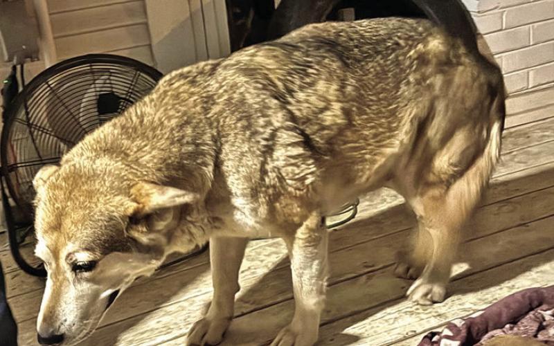 Theia, a sickly stray found on the side of the road, taken in by Renata Entley