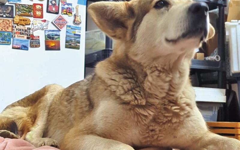 Theia finds comfort in Entley’s home during her last days COURTESY PHOTOS