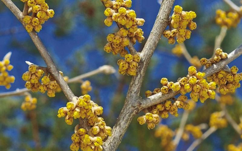 Witch Hazel