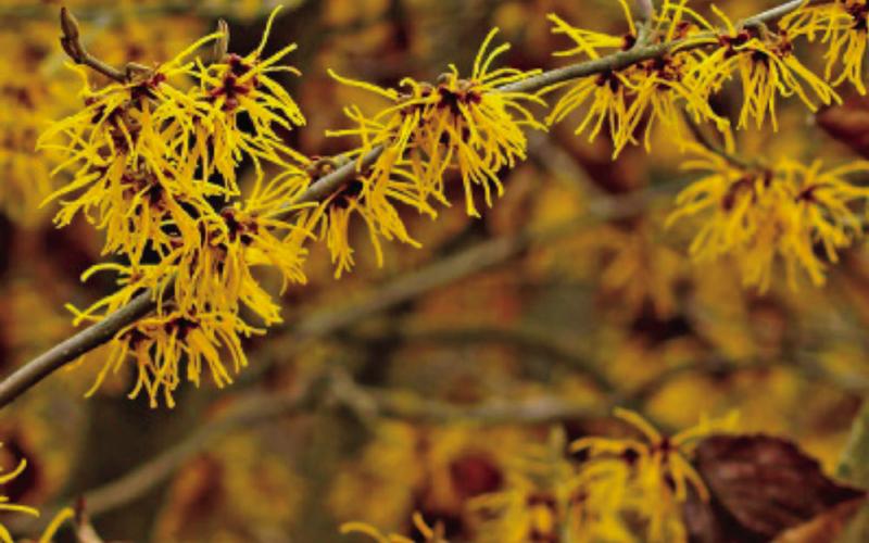 Witch Hazel