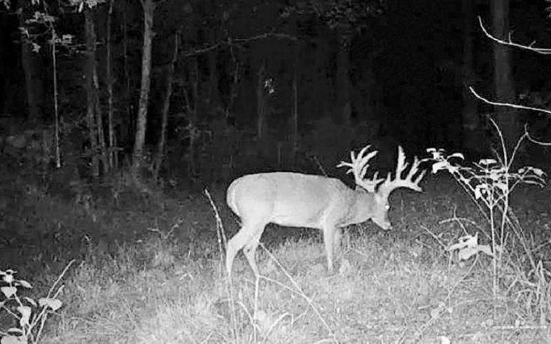 Brewer’s dad, Rickey, captured numerous game camera images of the buck leading up