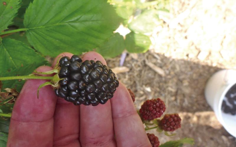 Most cultivated blackberry bushes are thornless and the fruit is larger than the wild varieties.