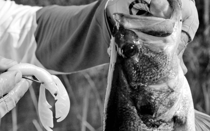 Assorted craws and creature baits are deadly on spawning bass. Plastics that are bright in color stand out on bottom and are easy for the angler to see. PHOTOS BY MATT WILLIAMS
