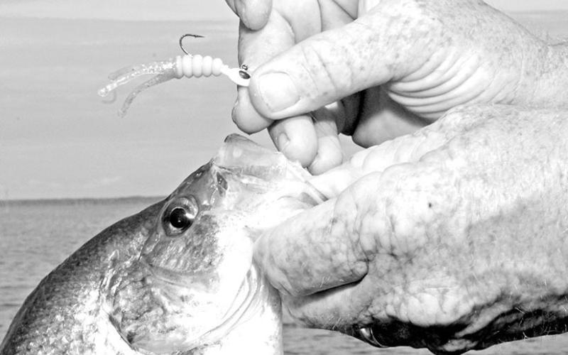 A small jig fished on light line is a good choice when targeting crappie that are suspended around brush piles, old timber or bridges. When all else fails, switch to a minnow. COURTESY PHOTO / MATT WILLIAMS