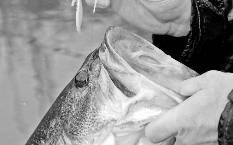 Swim jigs, bladed jigs and spinnerbaits are ideal for throwing around shallow cover when bass are in the mood to chase. Shad or bluegill color patterns are hard to beat in clear water situations.