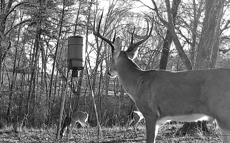 Setting up around corn feeders is always good bet in Texas, and experts predict them to be highly effective in some areas this season due to a lingering drought that hampered mast production in some areas. If you’re hunting around feeders, be prepared for the sticker shock of filling them up. A 40-pound bag of corn is bringing $10 or more lots of places. COURTESY PHOTOS / MATT WILLIAMS