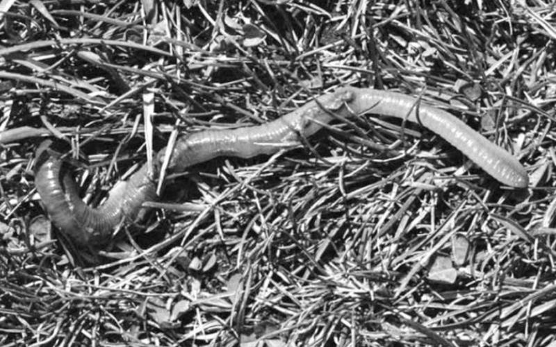 Many earthworms usually indicate good soil. COURTESY PHOTO