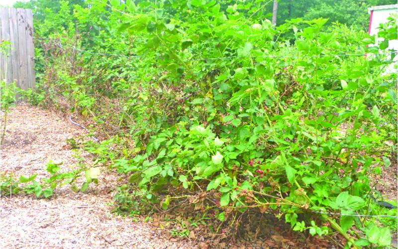 Blackberry plants need to be cleaned of old canes, and the new ones encouraged to grow for a good harvest next year.
