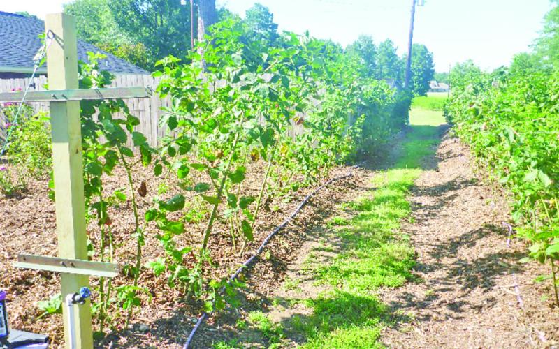Blackberry plants “decluttered” and preparing for overwintering. COURTESY PHOTOS