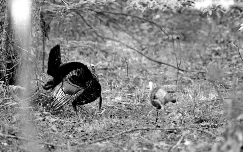 A wild turkey gobbler checks out a decoy on a crisp April morning. Spring turkey season in full swing across Rio Grande country and hunters are experiencing mixed results. Eastern turkey season runs April 22 - May 14 in 12 East Texas counties.