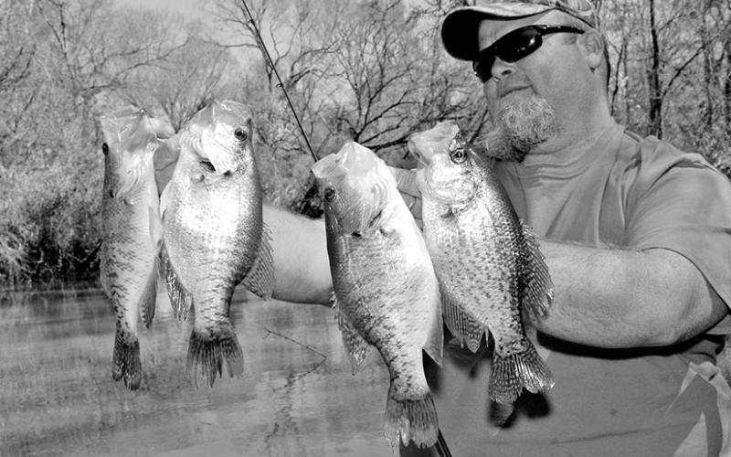 Fishing guide Jason Barber says now is the time when crappie start gravitating to offshore brush piles. The popular panfish will also stack up beneath boat docks that offer sufficient depth and shade.
