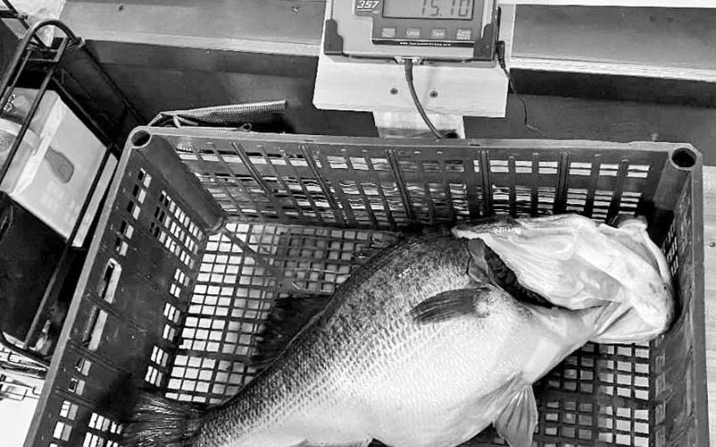 Once the weight has been documented at 13 or more pounds, TPWD will dispatch a response team to retrieve the fish. (Photo courtesy Elm Creek Marina)