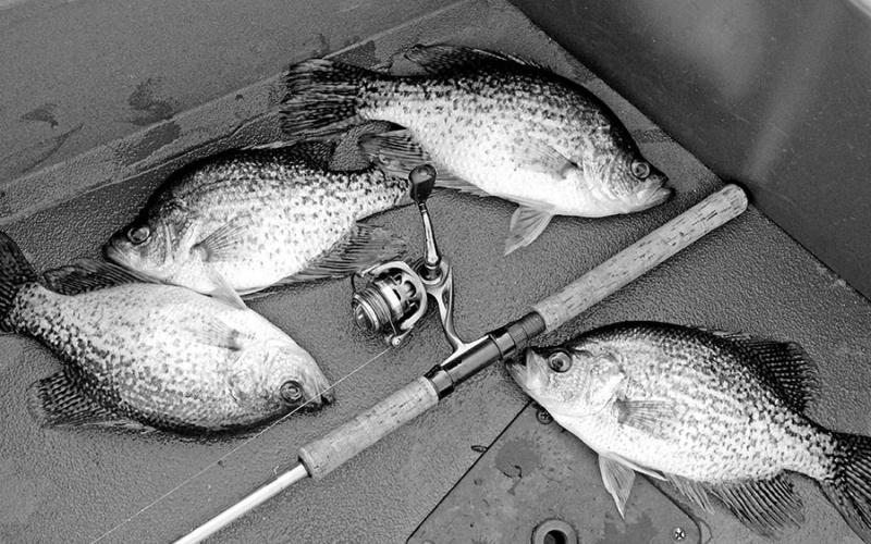 TPWD fisheries biologist Dan Bennett say crappie anglers at Bois d’ Arc are finding plenty of solid keepers in the 11-13 inch range. Bennett looks size to begin dropping off as more fish are removed from the lake and put in the freezer. (Photo by Matt Williams) COURTESY PHOTO / MATT WILLIAMS