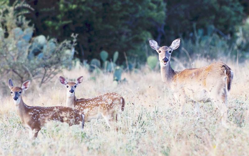Experts are expecting fawn production to be about average statewide this year. COURTESY PHOTO / TPWD
