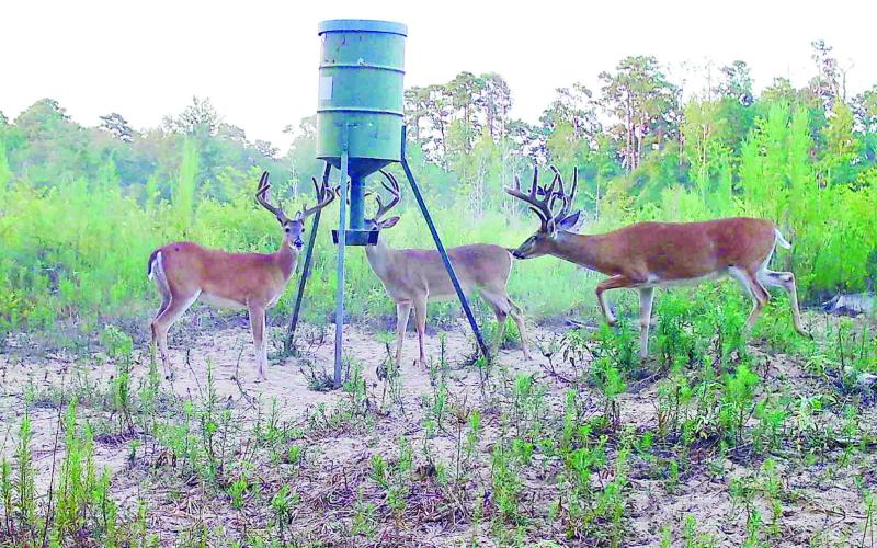Deer hunters and managers have captured game camera images of some outstanding bucks this summer in different parts of Texas. Joey Waggonner of Lufkin recently shared these July photos of some quality bucks in velvet. Most bucks will polish their hardened antlers by late August or early September. COURTESY PHOTOS / JOEY WAGGONNER