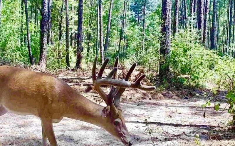 Whitetail outlook