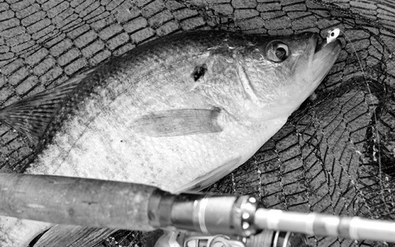 Forward sonar has been especially useful in crappie fishing arenas. It allows anglers to move with the school and hound the fish until they bite. (Photo by Matt Williams)