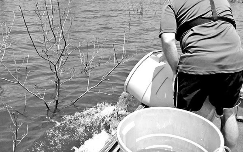 TPWD has stocked the lake with nearly 400,000 ShareLunker offspring, including 278,407 “Lone Star” bass fingerlings in early May. (Dan Bennett Photo)