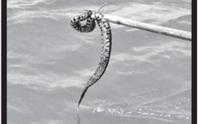 Bennett says TPWD fisheries crews have encountered several water moccasins that have been dispersed from their natural habitat by the rising water. (Dan Bennett Photo)