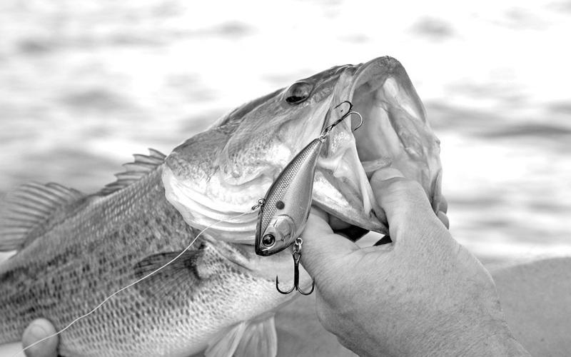 The lipless crank bait is a good choice for targeting aggressive fall bass in shallow water that are feeding up ahead of winter. (Photo by Matt Williams)