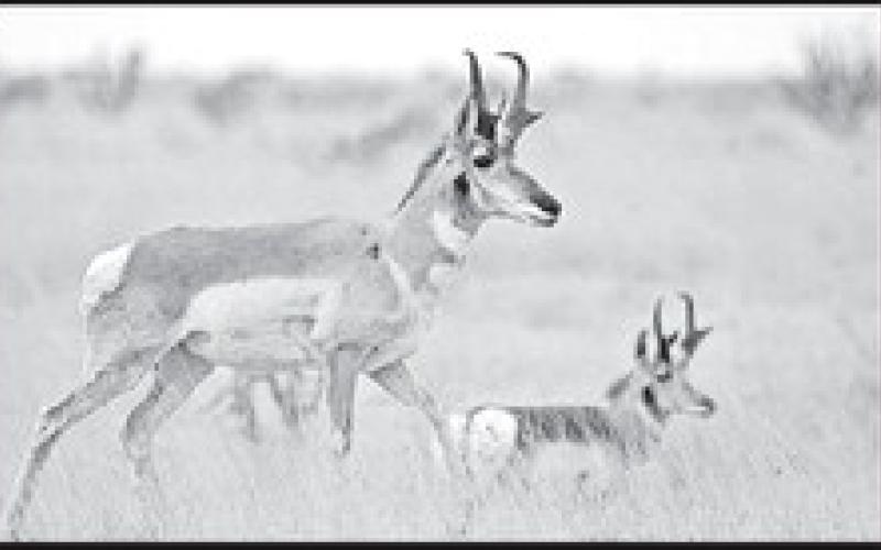 The drawn hunt program offers hunters a chance to apply to win permits to hunt a variety of big game animals, including pronghorn antelope COURTESY PHOTO / TPWD