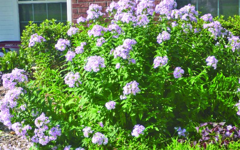 John Fanick Phlox--a Texas Superstar