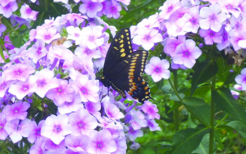 Pollinators like phlox, too. COURTESY PHOTOS