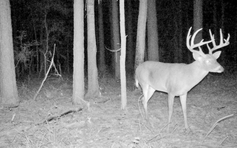 A heavy 12-pointer, Rocker was green scored at 161 gross by Pope and Young scorer Ben Bartlett. Corley, 24, claims he collected more than 500 pictures the buck last season but never laid eyes on the deer once. COURTESY PHOTO / CLAYTON CORLEY