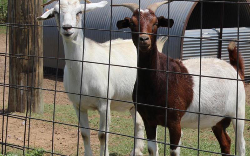 Sustainable agriculture in 20 acres