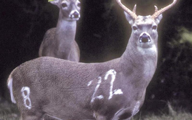 In early January, TPWD received notice from the National Veterinary Service Laboratory in Ames, Iowa that a sample from a 14-month-old whitetail buck at the Kerr WMA submitted for CWD testing was “not confirmed.” The sample had previously been confirmed as “suspect positive” by two other labs. TPWD euthanized the facility’s entire research herd of 89 animals prior to confirmation by the national lab. ( TPWD Photo)
