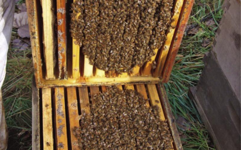“What are the Honeybees Doing Now?”